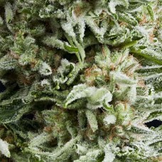Amnesia Gold auto feminised (Pyramid Seeds)