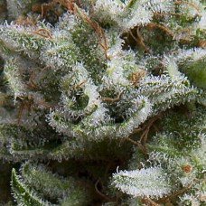 Anesthesia auto feminised (Pyramid Seeds)