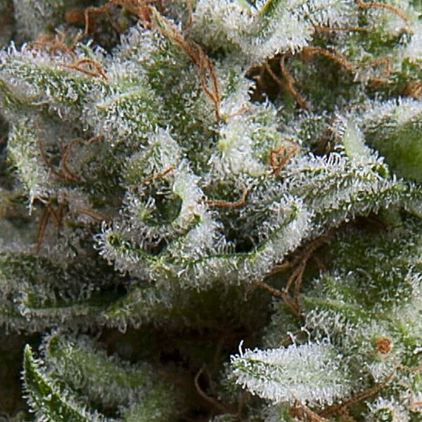 Насіння марихуани Anesthesia autofem. Pyramid Seeds