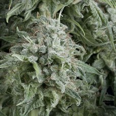 Anubis auto feminised (Pyramid Seeds)
