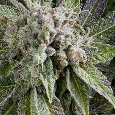 Blue Pyramid auto feminised (Pyramid Seeds)