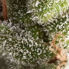 Fresh Candy auto feminised (Pyramid Seeds)