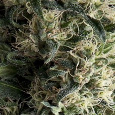 Galaxy auto feminised (Pyramid Seeds)