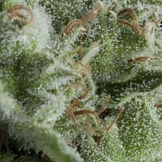 Kryptonite auto feminised (Pyramid Seeds)