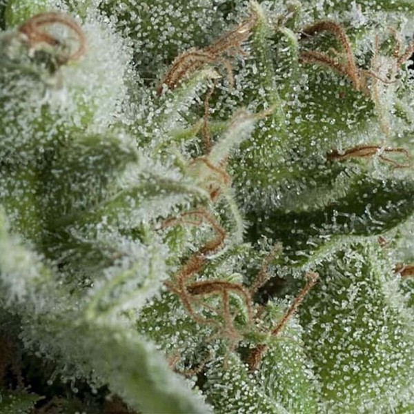 Семена марихуаны Kryptonite autofem. Pyramid Seeds