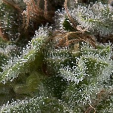 Lennon auto feminised (Pyramid Seeds)
