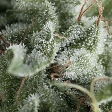 Nefertiti auto feminised (Pyramid Seeds)