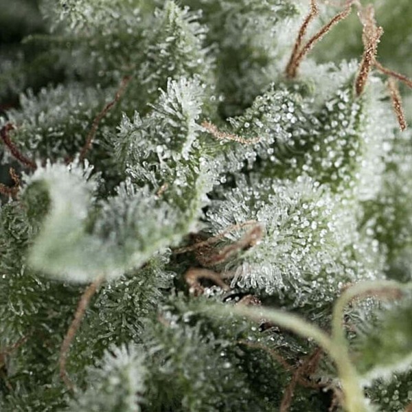 Насіння марихуани Nefertiti autofem. Pyramid Seeds