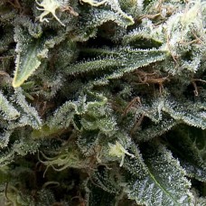 New York City auto feminised (Pyramid Seeds)
