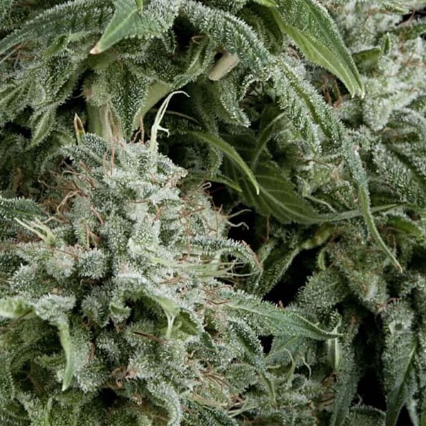Семена марихуаны Northern Lights CBD autofem. Pyramid Seeds