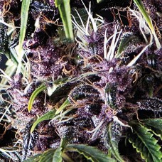 Purple auto feminised (Pyramid Seeds)