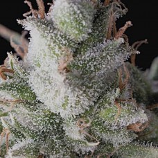 Ramses auto feminised (Pyramid Seeds)