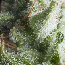 Shark auto feminised (Pyramid Seeds)