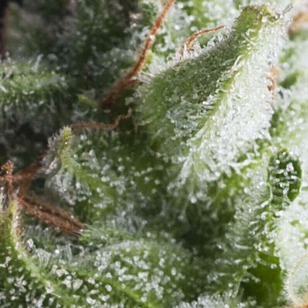 Насіння марихуани Shark autofem. Pyramid Seeds