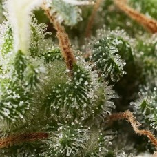 Super Hash auto feminised (Pyramid Seeds)