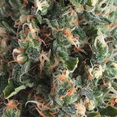 Super OG Kush auto feminised (Pyramid Seeds)