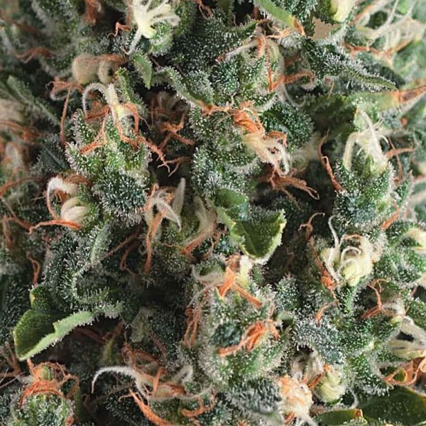 Насіння марихуани Super OG Kush autofem. Pyramid Seeds
