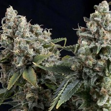 Tutankhamon auto feminised (Pyramid Seeds)