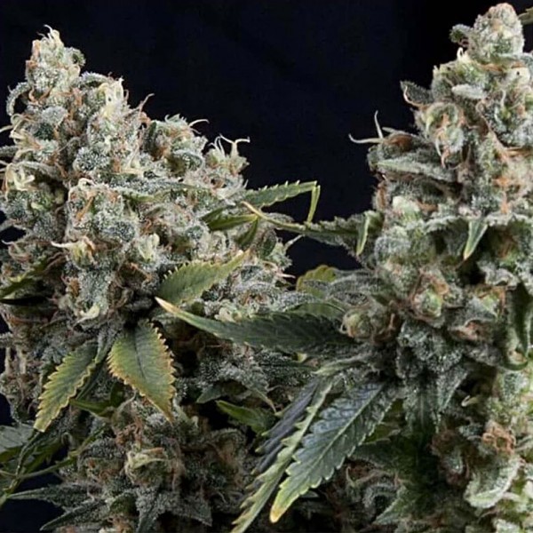 Насіння марихуани Tutankhamon autofem. Pyramid Seeds