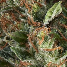 Wembley auto feminised (Pyramid Seeds)