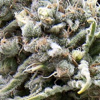 White Widow auto feminised (Pyramid Seeds)