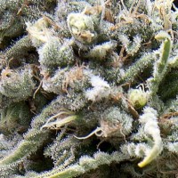 White Widow CBD auto feminised (Pyramid Seeds)