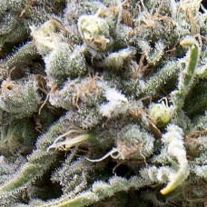 White Widow CBD auto feminised (Pyramid Seeds)