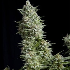 Alpujarrena feminised (Pyramid Seeds)