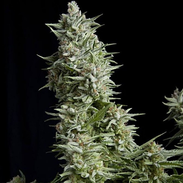 Семена марихуаны Alpujarrena fem. Pyramid Seeds