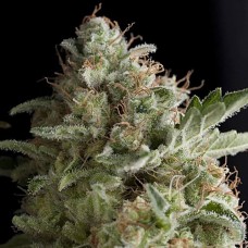 American Pie feminised (Pyramid Seeds)