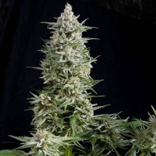 Amnesia Gold feminised (Pyramid Seeds)