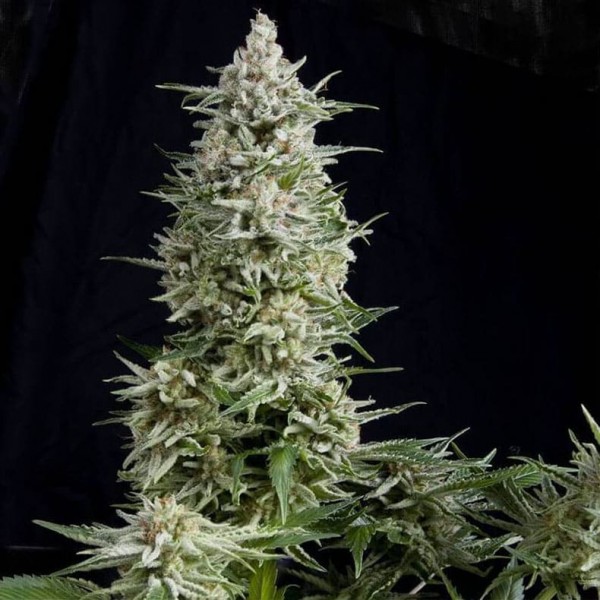Насіння марихуани Amnesia Gold fem. Pyramid Seeds