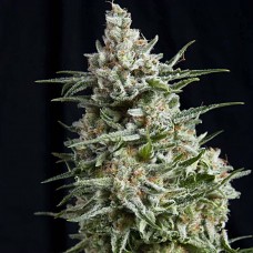 Anesthesia feminised (Pyramid Seeds)
