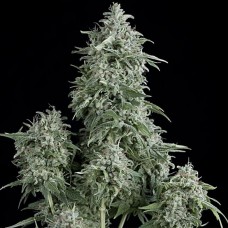 Anubis feminised (Pyramid Seeds)