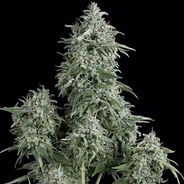 Семена марихуаны Anubis fem. Pyramid Seeds