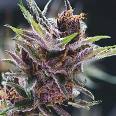Black Cherry Punch feminised (Pyramid Seeds)