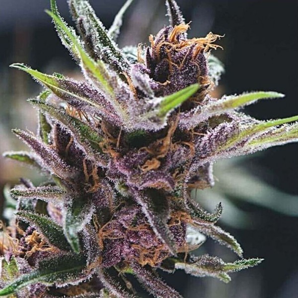 Семена марихуаны Black Cherry Punch fem. Pyramid Seeds