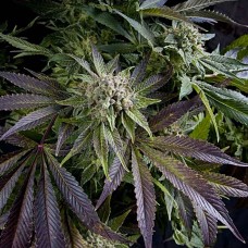 Blue Pyramid feminised (Pyramid Seeds)
