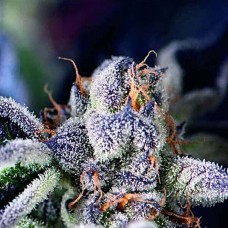 Cookies USA feminised (Pyramid Seeds)