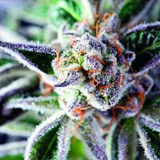 Do-Si-Dos feminised (Pyramid Seeds)