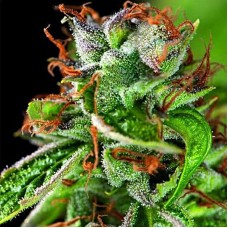 Double OG Haze feminised (Pyramid Seeds)