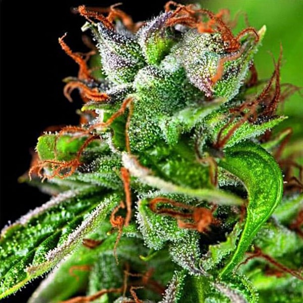 Семена марихуаны Double OG Haze fem. Pyramid Seeds