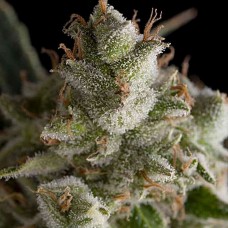 Fresh Candy feminised (Pyramid Seeds)