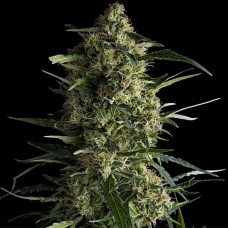 Galaxy CBD feminised (Pyramid Seeds)