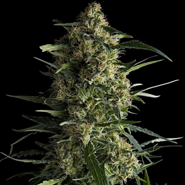 Насіння марихуани Galaxy CBD fem. Pyramid Seeds