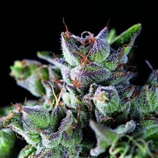 Gorila feminised (Pyramid Seeds)