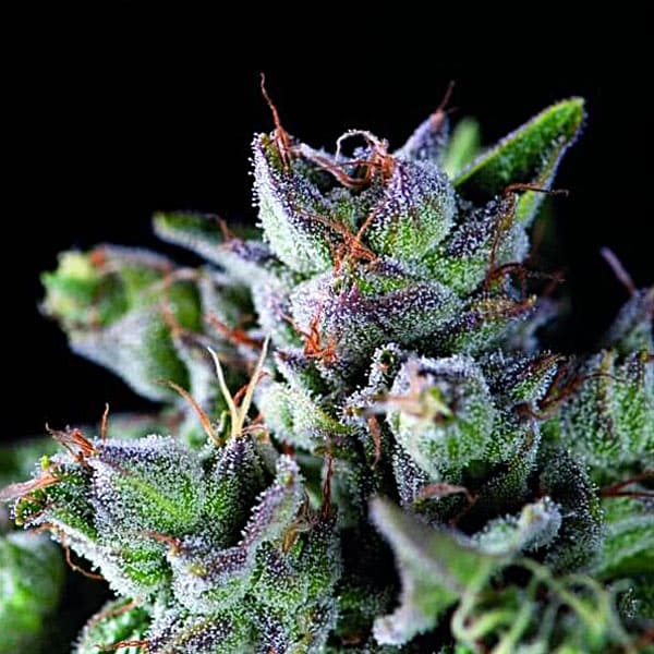 Насіння марихуани Gorila fem. Pyramid Seeds
