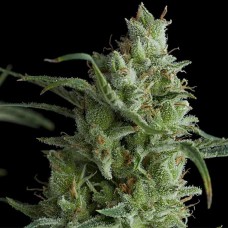 Kryptonite feminised (Pyramid Seeds)