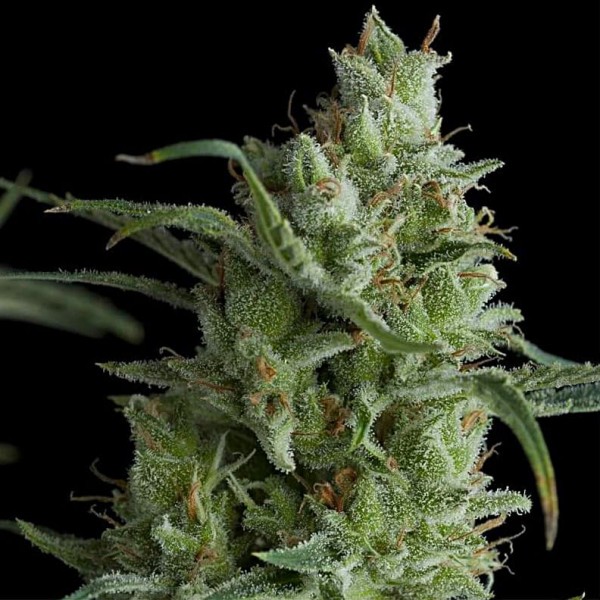 Семена марихуаны Kryptonite fem. Pyramid Seeds