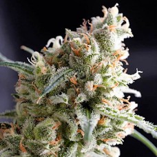Kukulkan feminised (Pyramid Seeds)